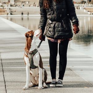🐶Reddy Large Army Green Leather Dog Harness 🐶